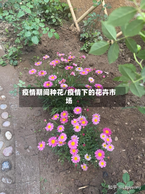 疫情期间种花/疫情下的花卉市场