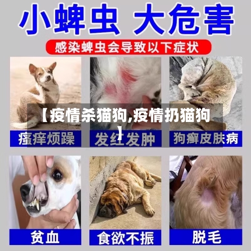 【疫情杀猫狗,疫情扔猫狗】