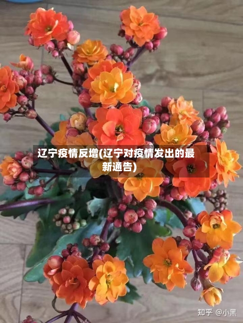 辽宁疫情反增(辽宁对疫情发出的最新通告)-第2张图片