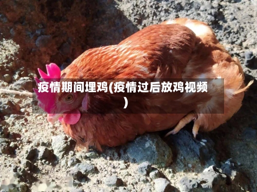 疫情期间埋鸡(疫情过后放鸡视频)-第2张图片